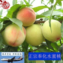 Authentic Fenghua Peach Fresh Fruit Pregnant Women's Soft Peaches