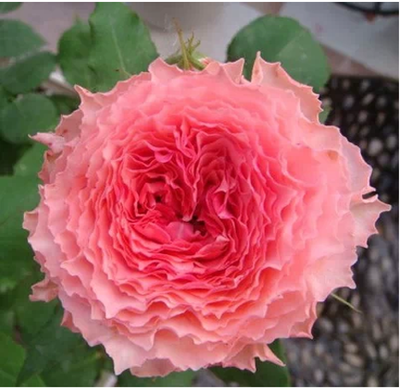 现货 新品日本月季 日冕(rose corona)灌木浓香 开花机器_4折现价20.
