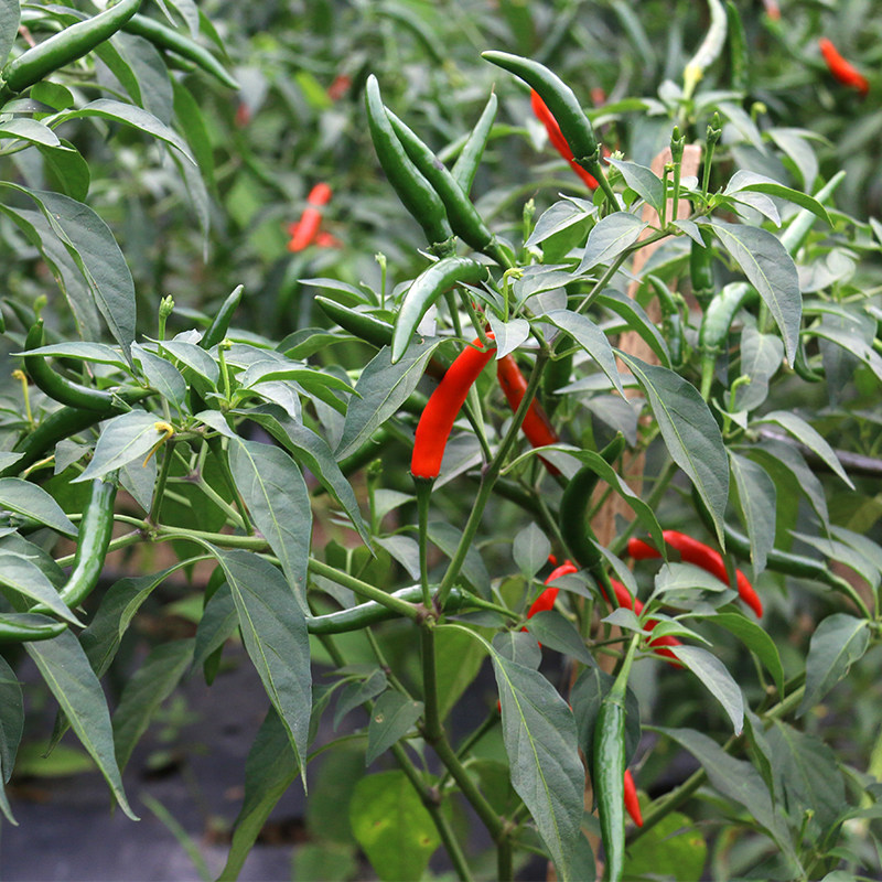 四川新鲜朝天椒小米辣特辣红辣椒小米椒农家指天椒尖椒蔬菜5斤