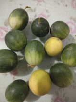 Wild fruit Fresh freshly picked horse bubble melon Mabao farm horse cannon mini cantaloupe 1 catty