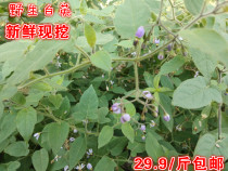 Deep mountain fresh wild white Ying Whole Dabie Mountain exhaust grass White hair vine grass seeds 500g Gourd grass