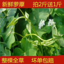 Fresh radish wild 500g white ring vine sheep mother-in-law milk mother-in-law needle drop line wrapped sheep horn day pulp shell