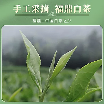 福鼎白茶茶叶太姥山寿眉茶陈香紧压白茶饼2[10元优惠券]-寻折猪