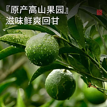 贡苑新会小青柑正宗陈皮普洱茶熟茶茶叶罐装[5元优惠券]-寻折猪