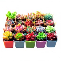 Succulents Flower potted Succulents potted green plant Meat plant Balcony potted 1 to 30 boutique