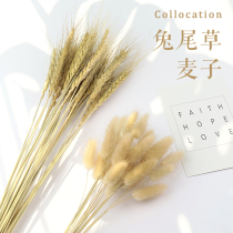 Natural large wheat ears rabbit tail grass dried flowers Photo props ornaments jewelry photography props Shooting props background