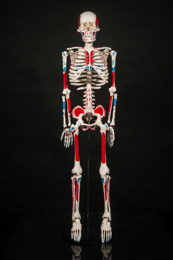 人体骨骼模型45 85cm骨架模型 人体脊柱模型脊椎模型医学教学骨骼