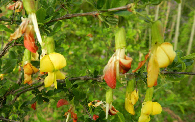 室内外好养花卉金雀梅盆栽锦鸡儿金丝雀黄金雀花苗绿植物盆景