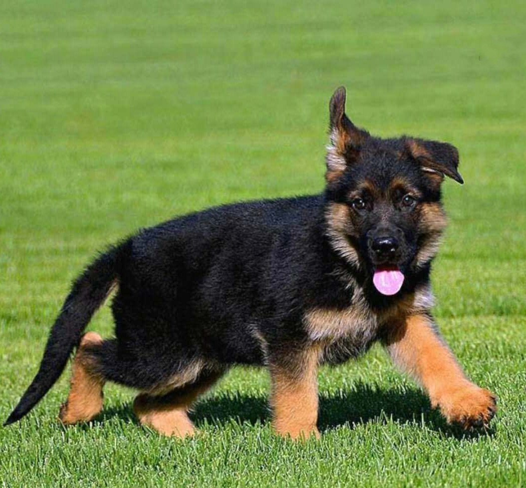德国牧羊犬纯种背犬军犬警犬德牧幼犬狼狗幼崽畜牧