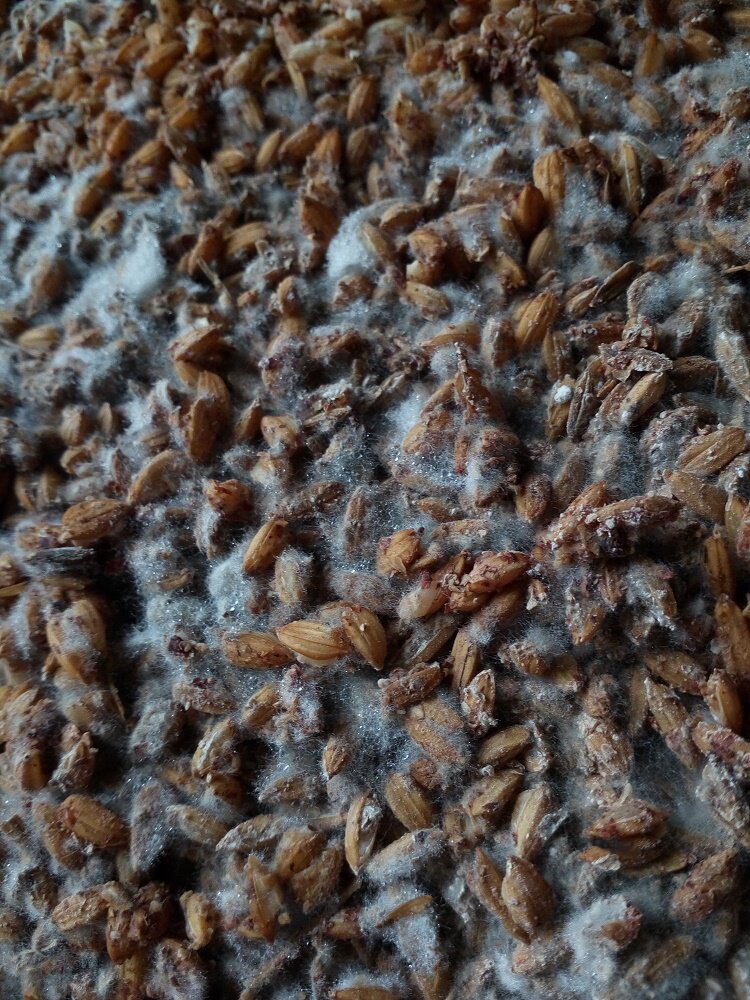 洞庭谷酒 农家自酿原浆酒 桶装白酒纯粮食酒52高度陈年老酒2500ml