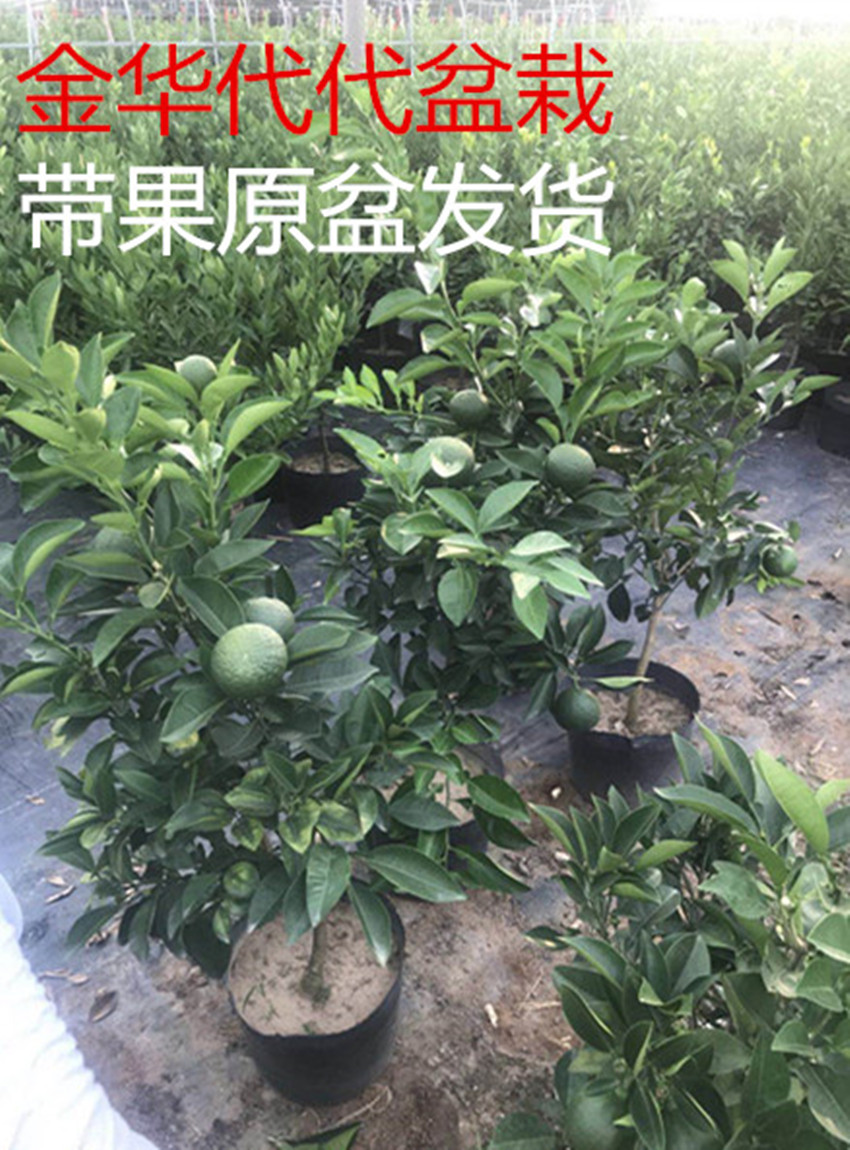 新品盆栽 金华玳玳果盆栽 代代苗 回青橙 酸橙带果原土发货 包邮