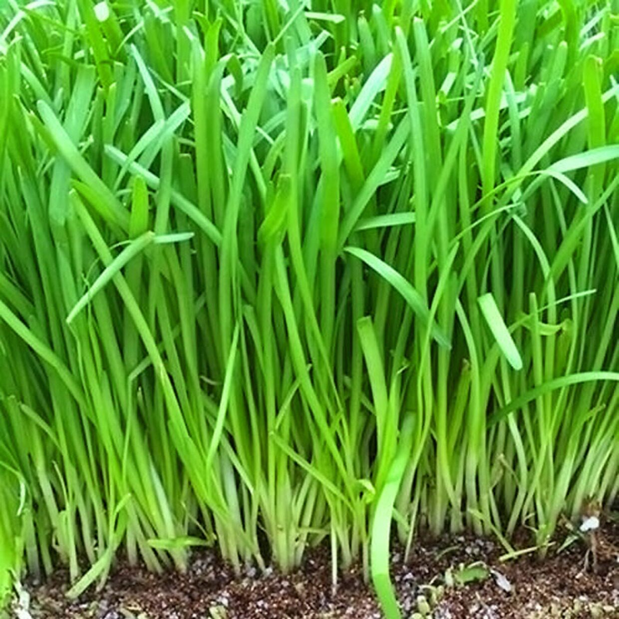 山东小细叶韭菜种子籽四季种春播阳台盆栽多年生香可留种蔬菜种子