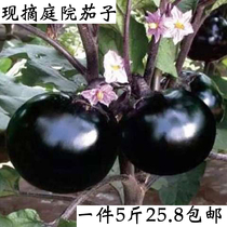 Farmhouse courtyard specialties are picking seasonal fresh vegetables black purple 5kg purple round eggplant thin skin fresh and tender