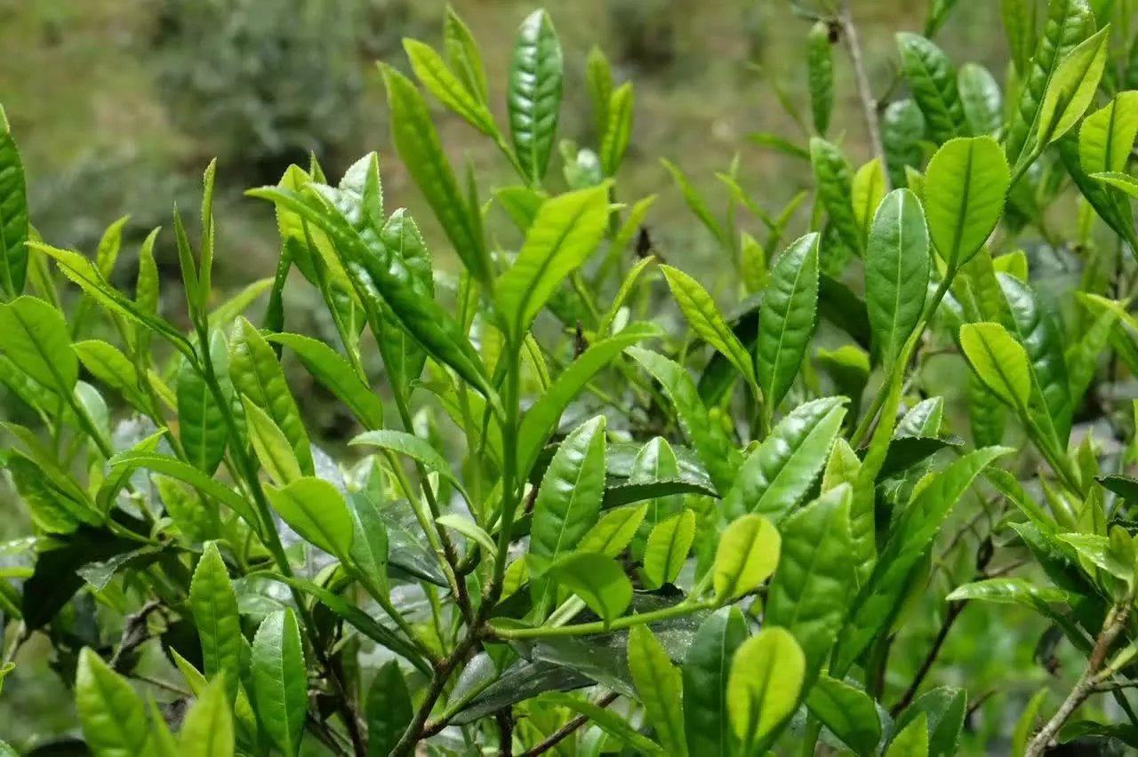 亿宝铺桐木正山小种 大赤甘 头春好品质 清香醇和 自然本味 100g