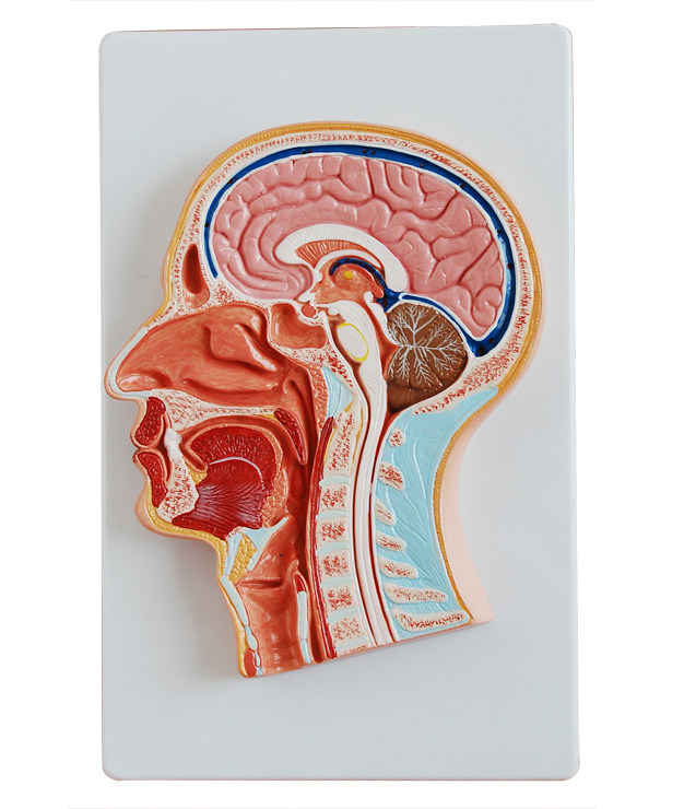 人体头中部切面解剖模型医学用教学示教标本模具