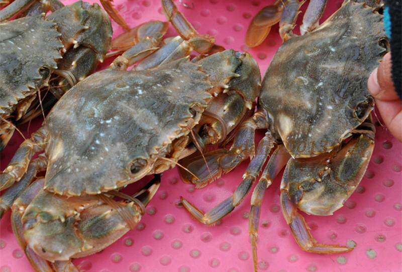 连云港鲜活水产批发 新鲜海鲜 石蟹花盖蟹花梭子蟹海螃蟹 花蟹