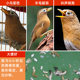 Guizhou Miaoge thrush bird feed 500g ໂພຊະນາການເສີມແລະ fattening singing bird special bird feed ຂອງແທ້ສົ່ງຟຣີ