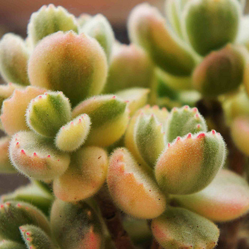 君姐多肉韩国精品多肉白熊熊童子白锦黄熊亲系肉肉 多肉