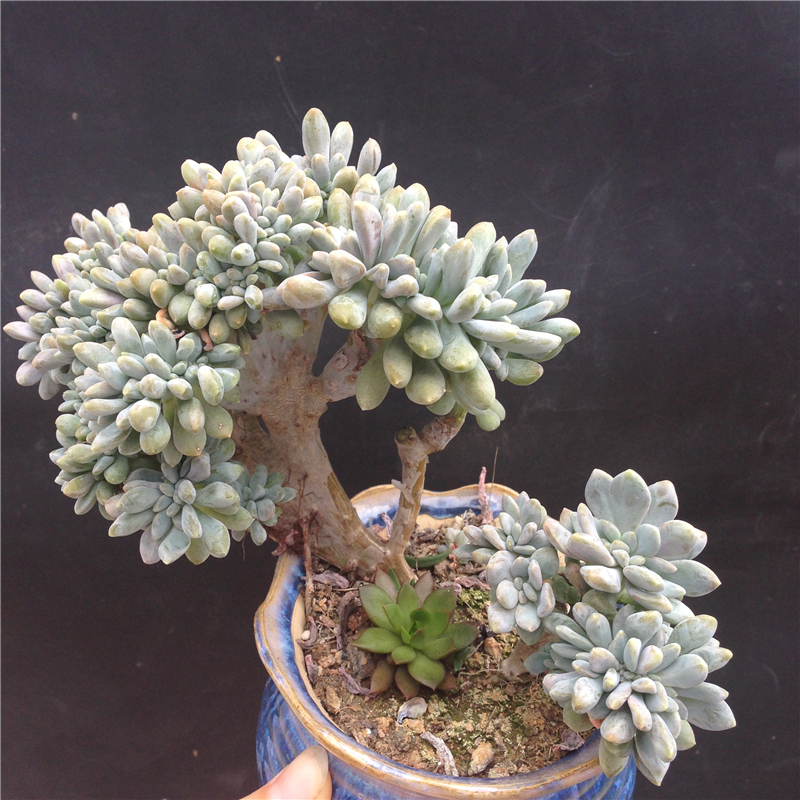 一物一拍多肉植物东美人缀化醉美人缀化品相好状态佳多肉绿植特价