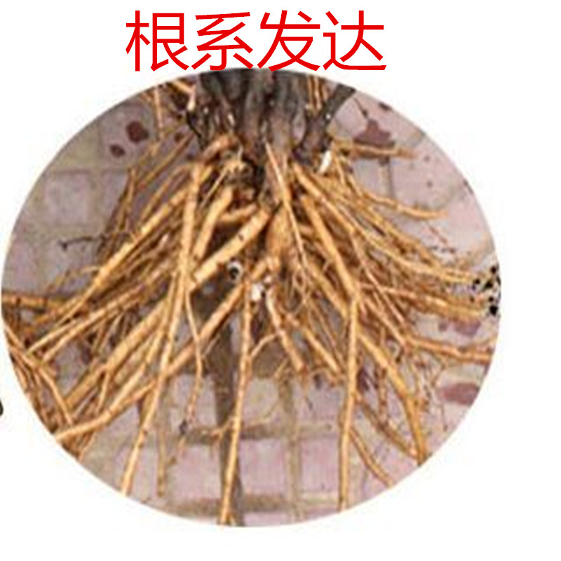 四季开花洛阳牡丹花苗大苗庭院阳台室内外花卉观花绿植物盆栽玫瑰产品展示图4