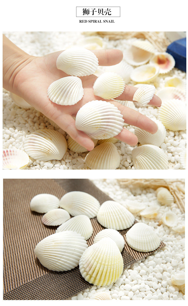 天然雪蛤白椰贝狮子贝小米螺白色海螺贝壳海星组合套装鱼缸造景饰