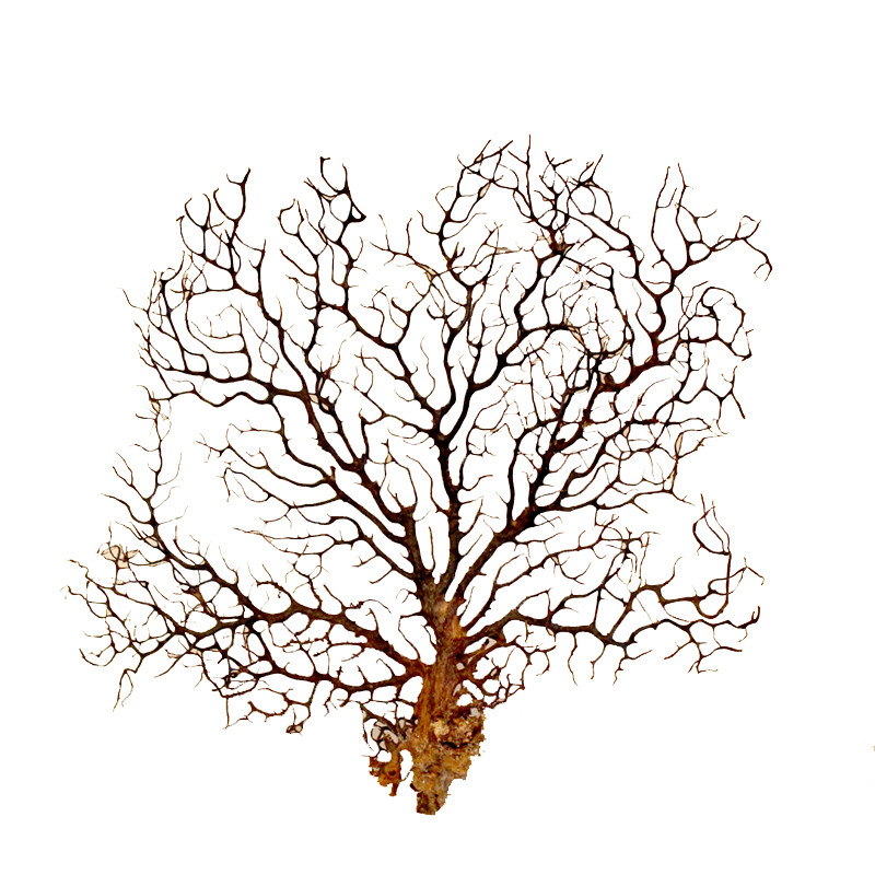 海底珊瑚树海底铁树 海铁树 鱼缸细珊瑚树装饰品 鱼缸微景观铁树