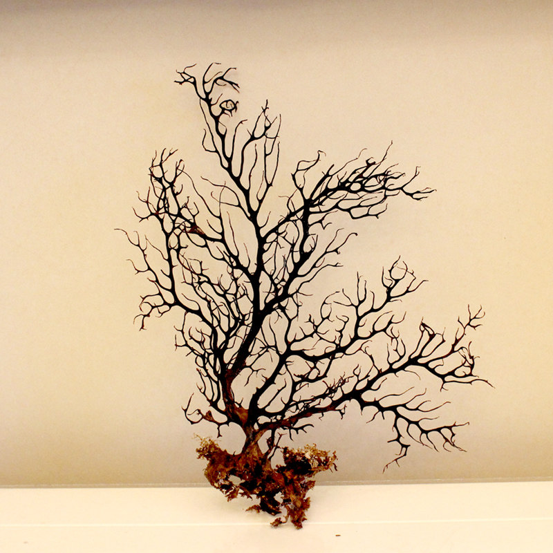 【皓杨家居旗舰店】海底珊瑚树海底铁树 海铁树 鱼缸珊瑚树装饰品 地