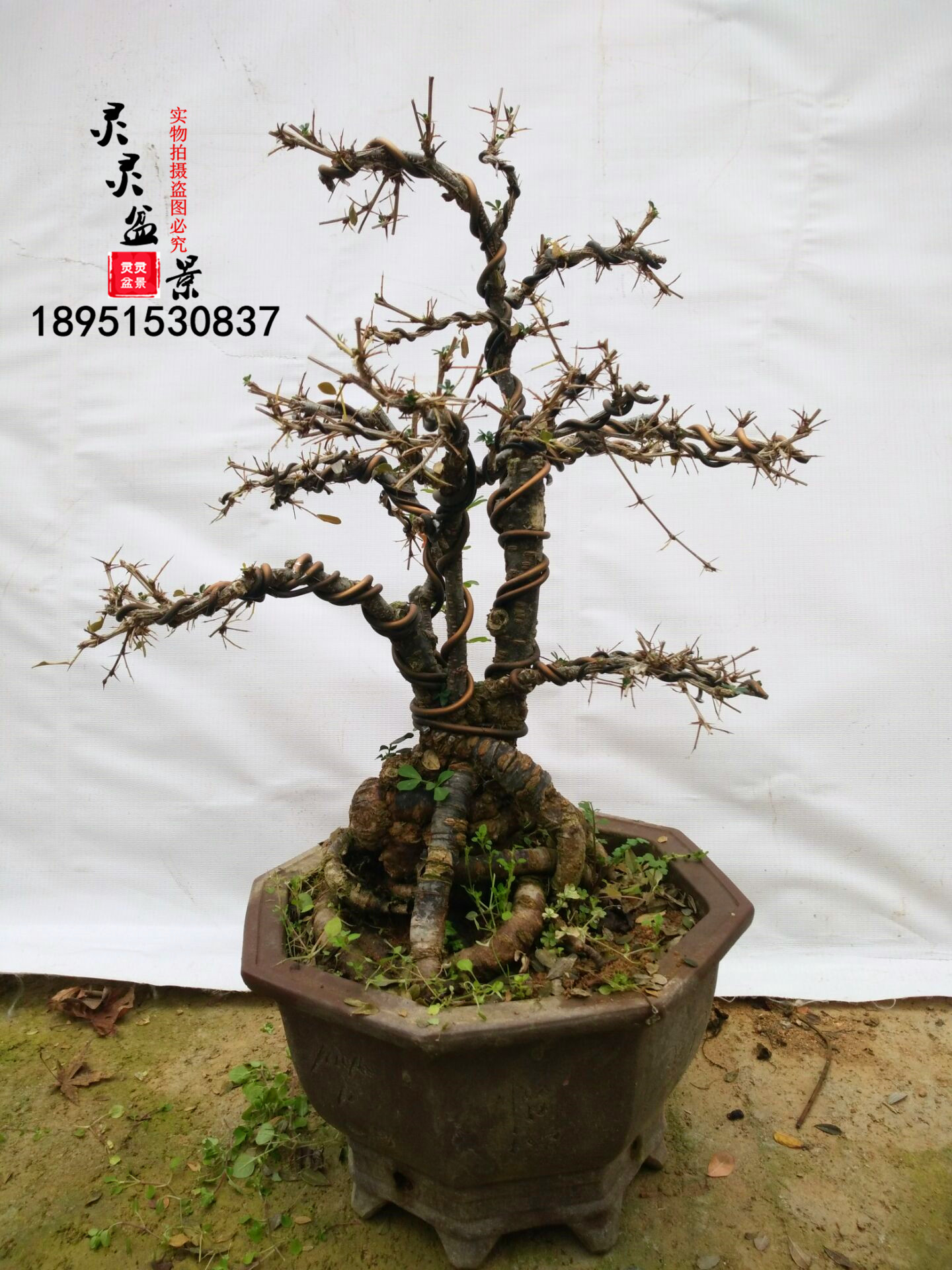 金雀  价格: 2400 现价:1680元  月售: 0件 库存:有 购物:  直达链接