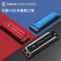  Swan Blues harmonica 10 holes blues C tune Adult children students beginners Beginner self-taught playing ten holes