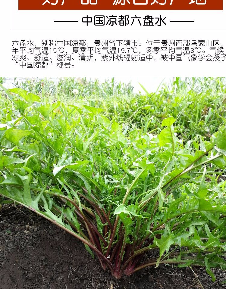 3斤贵州野生新鲜蒲公英野菜婆婆丁茶野生纯天然特级包邮现挖现发