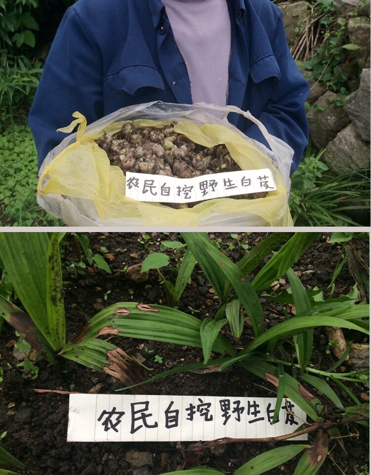 现挖贵州野生新鲜白芨 白鸡儿 紫花白芨三叉白芨白芨种苗500g包邮