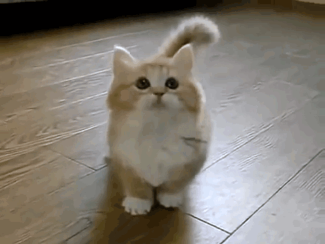【喵星人】猫咪的9种示好方式