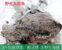 Lianyungang seafood fresh aquatic products fresh wild cuttlefish squid large black fish 250g