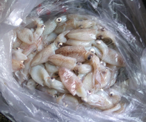 Lianyungang raw aquatic seafood special production pen tube fish small sea rabbit 250 gr