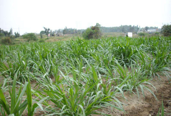 新品四季牧草苏丹高丹草种子牛羊兔鹅鱼吃的饲料草籽春夏播种耐热