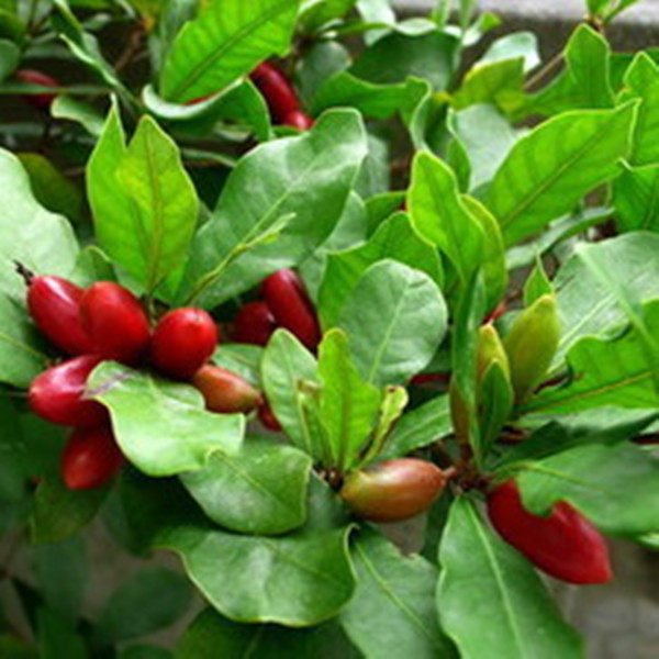 神秘果树苗四季开花当年结果变味果盆栽果树带叶带花带果包邮包活_双