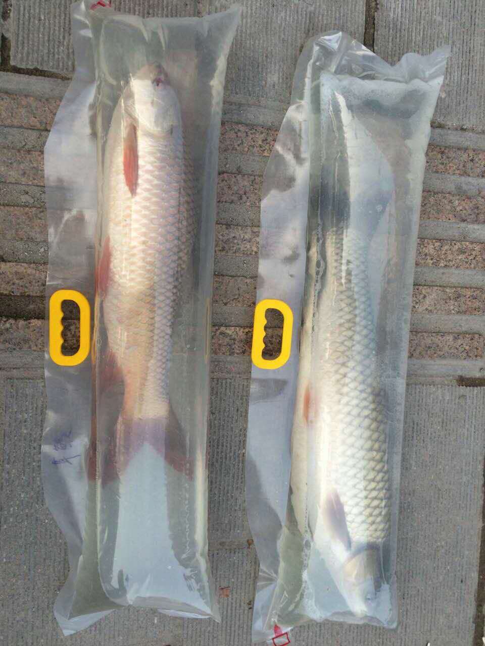 鸭嘴鱼氧气袋鲟鱼氧气袋活鱼运输袋鱼苗袋观赏鱼活鱼氧气袋订做