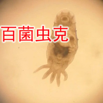 100 mycorrhizal Australian freshwater lobster chopped head bug with another cut of head worms dispensary