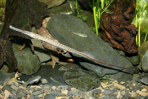市面常见淡水及汽水海龙科成员的品种介绍及饲养