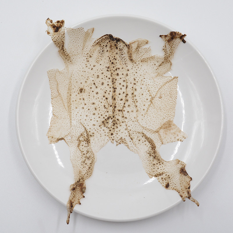 蟾蜍皮中药材干蟾皮蟾蜍皮粉蟾衣/蟾蜍干/癞蛤蟆干可磨粉10张包邮