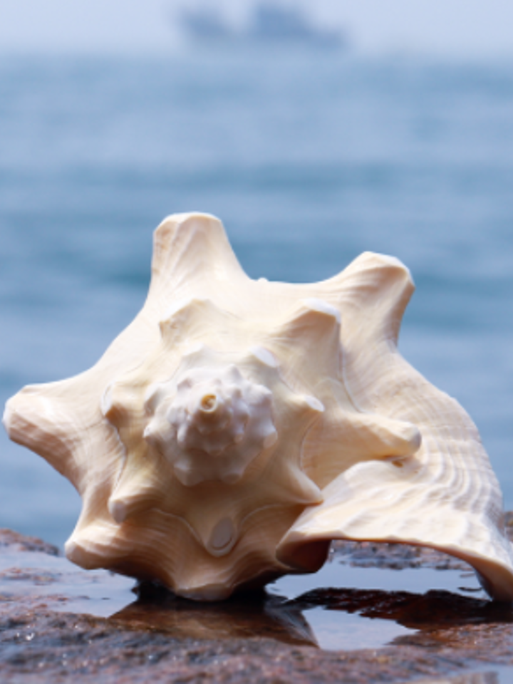 一萌一朵天然贝壳大海螺摆件