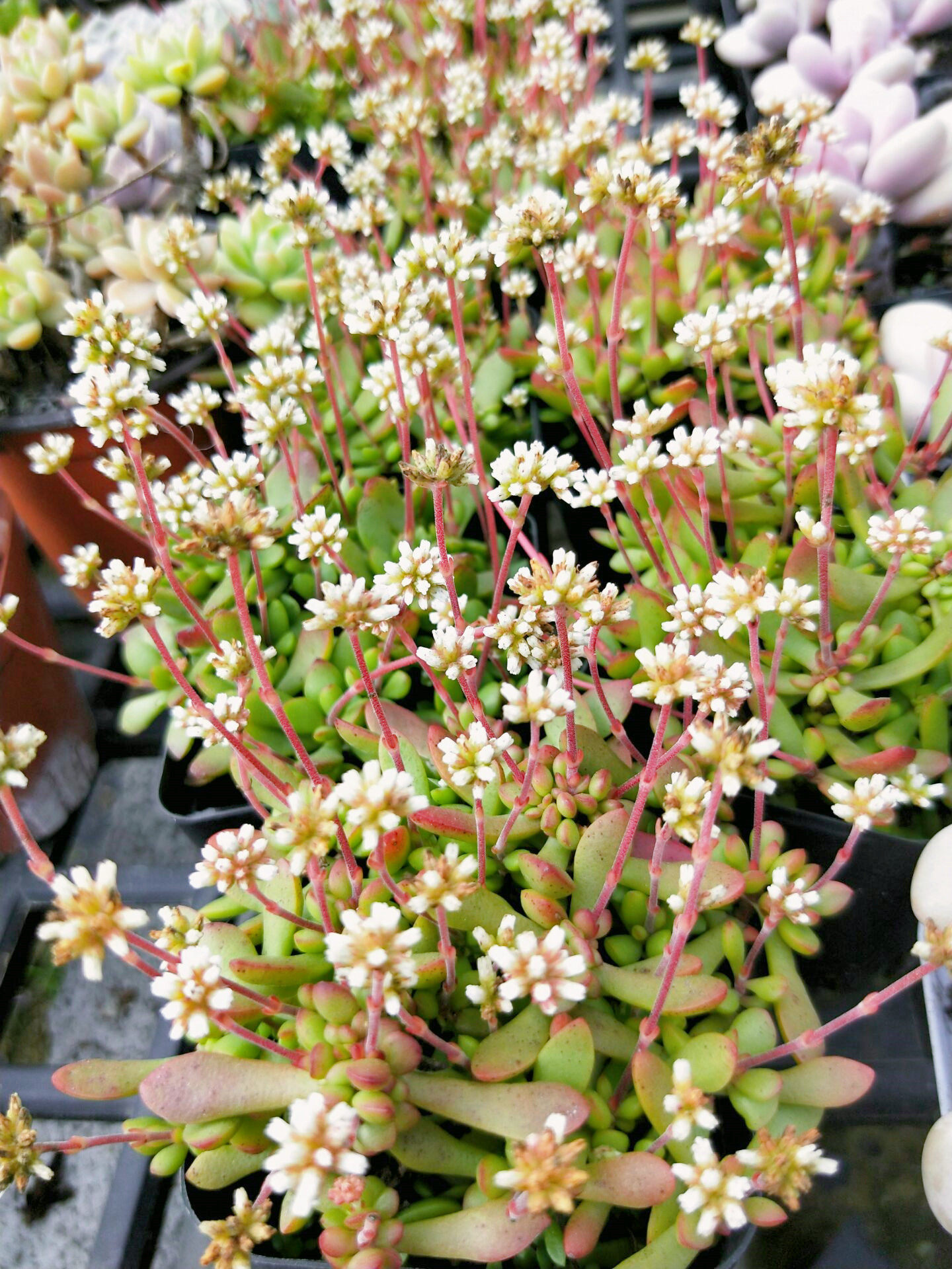 多肉红稚儿开花满天星换土促新生