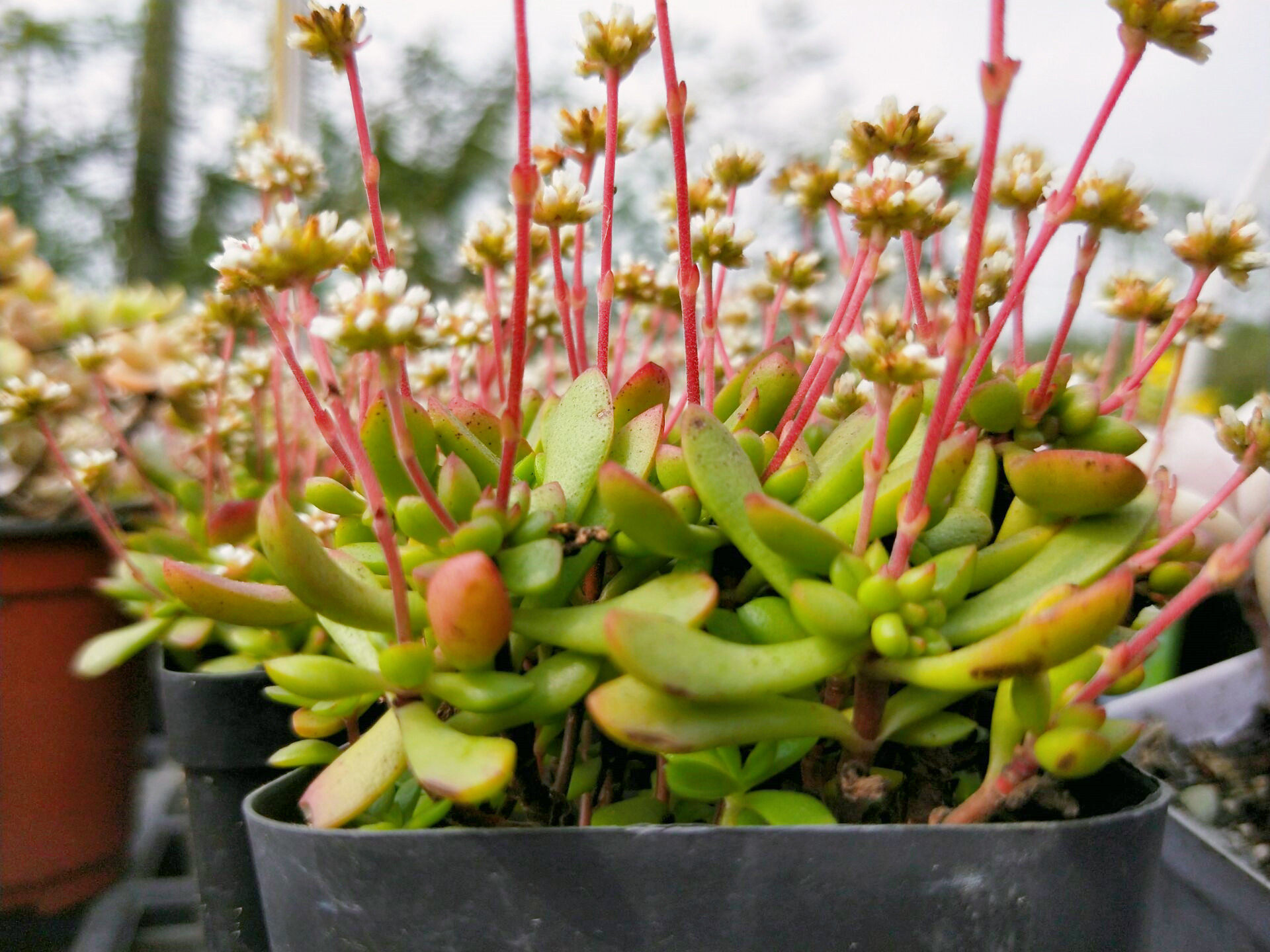多肉红稚儿开花满天星换土促新生
