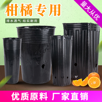Navel Orange Cup citrus Cup slender thick and high black disposable nutrition bowl nutrition Cup seedling cup fine height bag