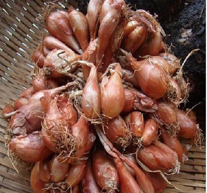 农家新鲜红葱头火葱干小香葱头可做油葱酥500g 可做葱油5斤包邮