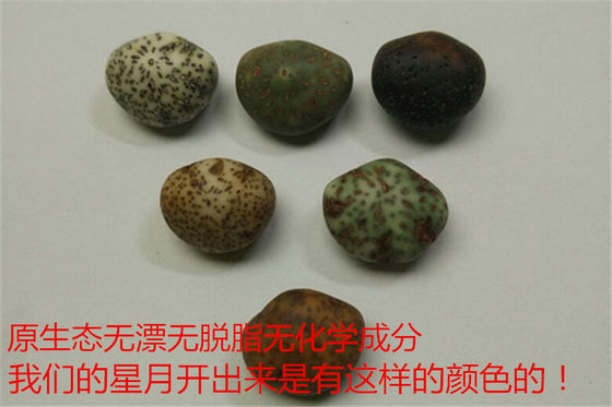 Hainan Yuanbao Xingyue Bodhi Seed 원자재 원료 원시 씨앗 하이 밀도가 높은 울음 소리 흰색 제이드 변환 스타 달 흩어져있는 구슬 무료 배송 Hainan Yuanbao Xingyue Bodhi Seed 원자재 원료 원시 씨앗 하이 밀도가 높은 울음 소리 흰색 제이드 변환 스타 달 흩어져있는 구슬 무료 배송