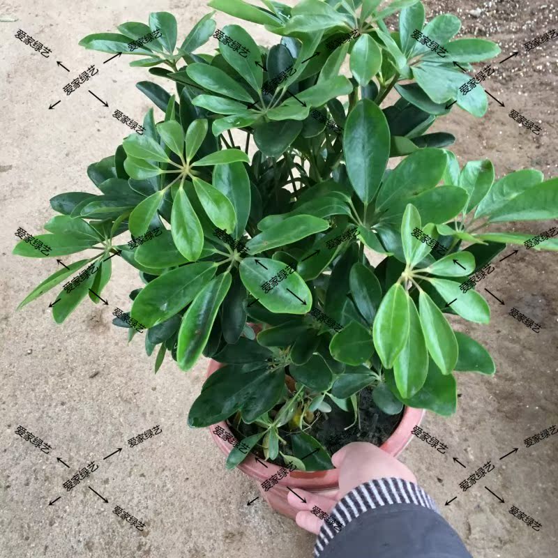 常绿室内大型客厅鸭掌八方来财 鸭脚木 花卉木盆栽七叶莲观叶包邮_7折