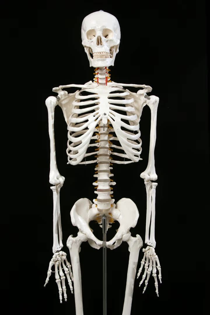 新款厂家直销医学最标准的170cm人体大骨骼模型 骷髅骨架标本