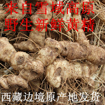 Tibet wild yellow Jingshan ginger chicken head ginseng 8 to 10 years fresh Polygonatum sweet Polygonatum origin delivery