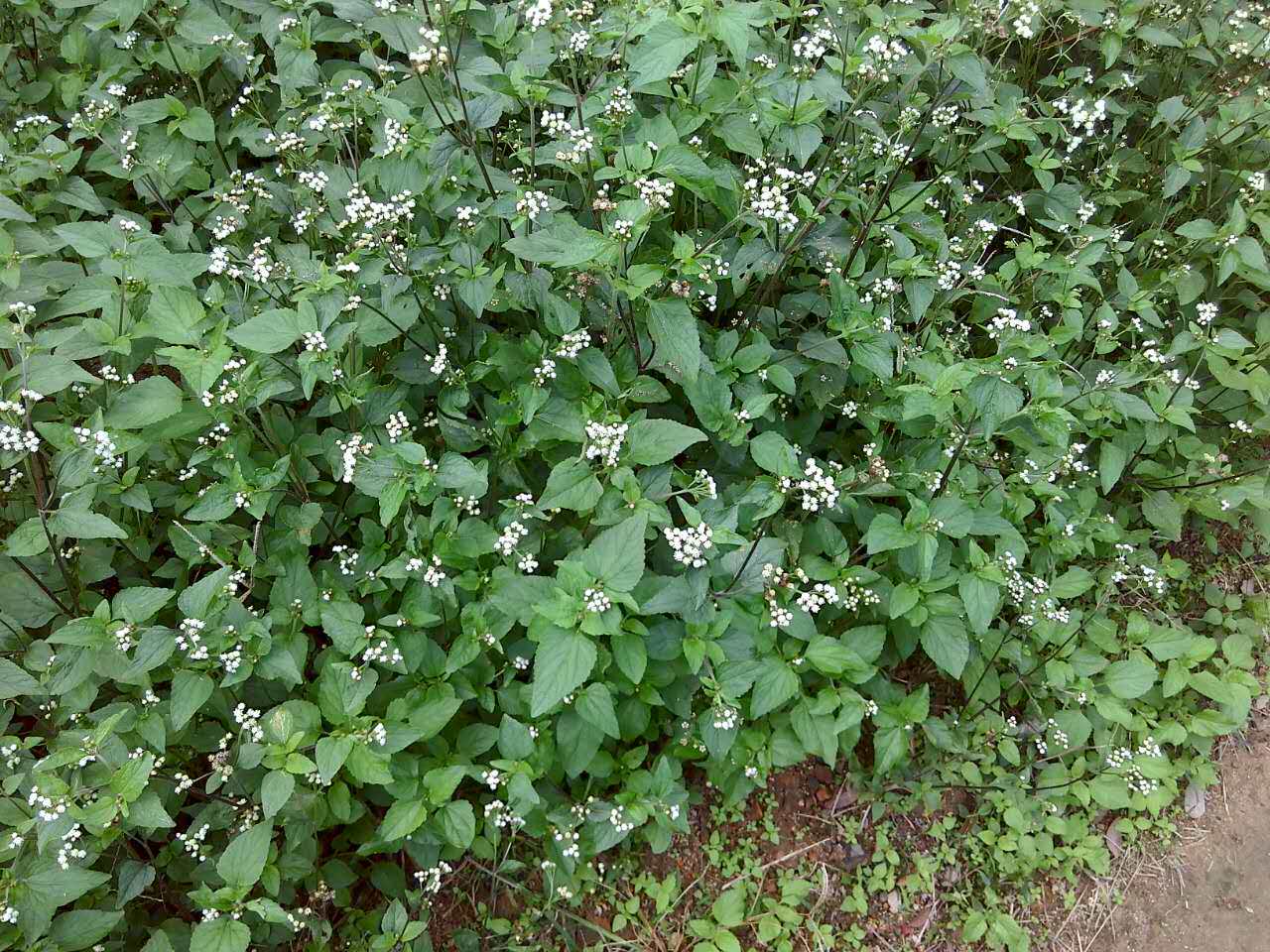 胜红蓟野生白花臭草山林采买鲜货一斤包邮百花霍香蓟咸虾花毛麝